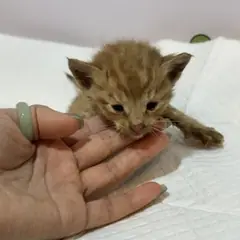 기장군 기타(갈색) 한국 고양이 수컷