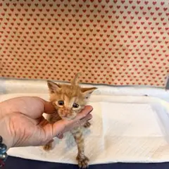기장군 기타(갈색) 한국 고양이 수컷