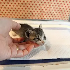 기장군 기타(검정+갈색) 한국 고양이 암컷