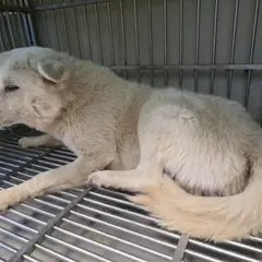 기장군 흰색 믹스견 수컷