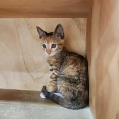 중구 검은색흰색황토색조합 한국 고양이 암컷