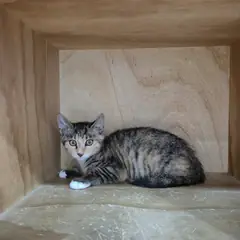 중구 검은색흰색황토색조합 한국 고양이 암컷