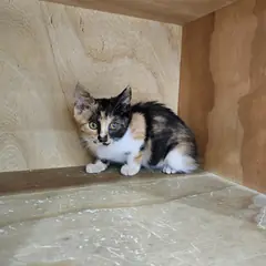 중구 검은색흰색황토색조합 한국 고양이 암컷