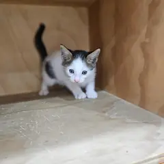 중구 기타(밤갈색) 한국 고양이 수컷