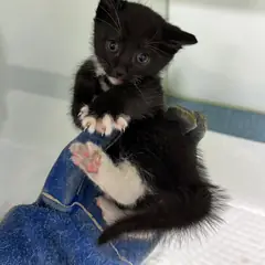 중구 흰색/검은색 얼룩무늬 한국 고양이 성별 미상