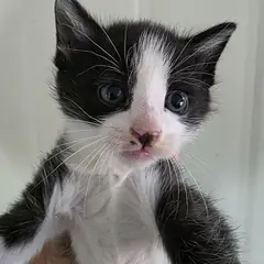 동구 기타(검정,흰색) 한국 고양이 수컷