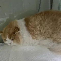 동구 기타(레몬/흰색) 브리티쉬롱헤어 수컷