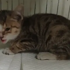 동구 기타(회색) 한국 고양이 암컷