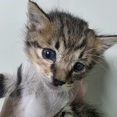 동구 기타(삼색) 한국 고양이 암컷