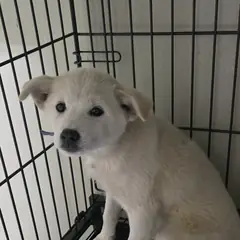 동구 흰색 믹스견 암컷