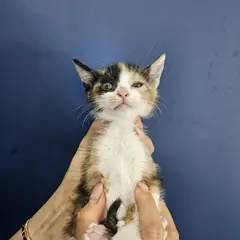 서구 검은색흰색황토색조합 한국 고양이 암컷
