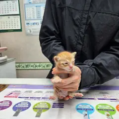 서구 레몬색&흰색 한국 고양이 암컷