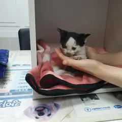 서구 기타(흰,검정색) 한국 고양이 수컷