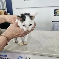 서구 흰색/검은색 얼룩무늬 한국 고양이 수컷
