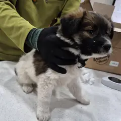 서구 기타() 믹스견 암컷