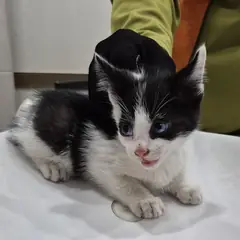 서구 기타(흑,백) 한국 고양이 수컷