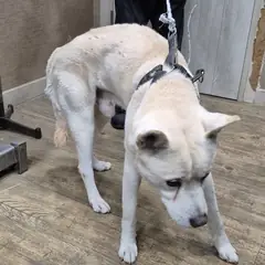 서구 흰색 진도견 수컷