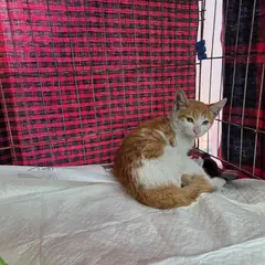 서구 레몬색&흰색 한국 고양이 수컷