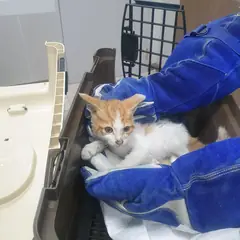 서구 기타(흰색,갈색) 한국 고양이 수컷