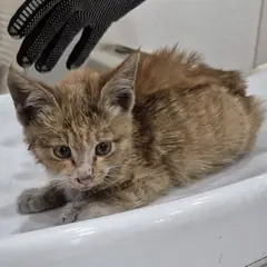 서구 기타(치즈태비) 한국 고양이 수컷