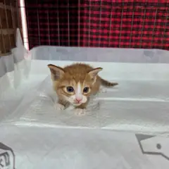 서구 레몬색&흰색 한국 고양이 수컷
