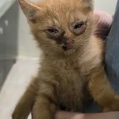 북구 기타(노랑) 한국 고양이 수컷