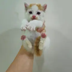 수성구 기타(치즈태비) 한국 고양이 수컷