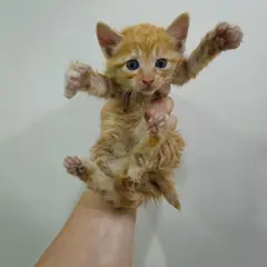 수성구 기타(치즈태비) 한국 고양이 암컷