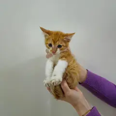 수성구 기타(치즈태비) 한국 고양이 수컷
