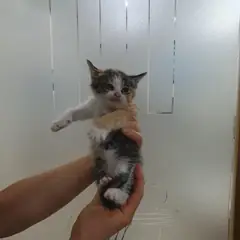 수성구 기타(삼색) 한국 고양이 암컷