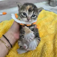 수성구 기타(삼색) 한국 고양이 암컷