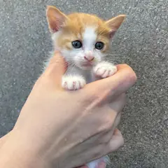수성구 기타(치즈흰색) 한국 고양이 암컷