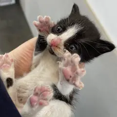 수성구 기타(턱시도) 한국 고양이 암컷