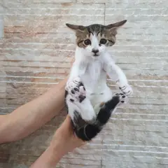 수성구 기타(고등어태비) 한국 고양이 암컷