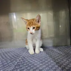 수성구 기타(치즈태비) 한국 고양이 수컷