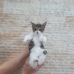 수성구 기타(고등어태비) 한국 고양이 암컷