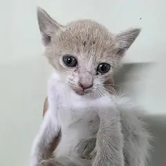 달서구 레몬색&흰색 한국 고양이 수컷