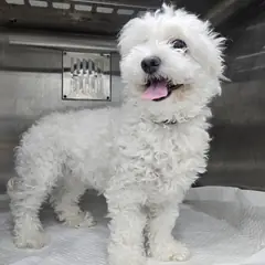달서구 흰색 말티즈 암컷