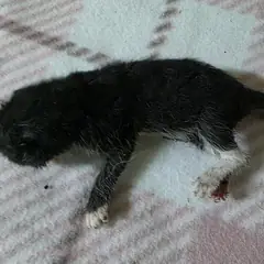 달서구 검정색 한국 고양이 성별 미상