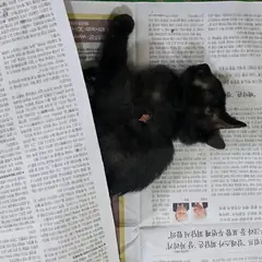 달서구 검정색 한국 고양이 수컷