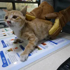 달성군 레몬색&흰색 한국 고양이 수컷