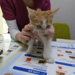 달성군 레몬색&흰색 한국 고양이 수컷