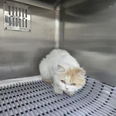 달성군 기타(백갈) 페르시안 암컷
