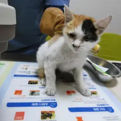 달성군 검은색흰색황토색조합 한국 고양이 암컷