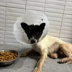 달성군 검정&흰색 믹스견 암컷