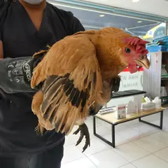 달성군 기타(갈색) 기타축종 수컷