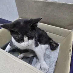 달성군 흰색/검은색 얼룩무늬 한국 고양이 암컷