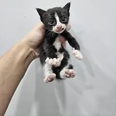 군위군 흰색/검은색 얼룩무늬 한국 고양이 성별 미상