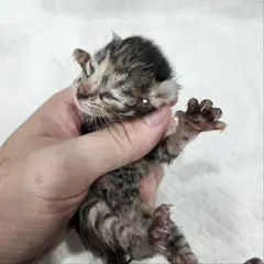 군위군 평행·전체·부분줄무늬 한국 고양이 성별 미상