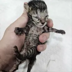 군위군 평행·전체·부분줄무늬 한국 고양이 성별 미상